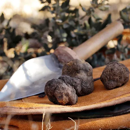 Aromas Del Jiloca, Tierra De Trufas