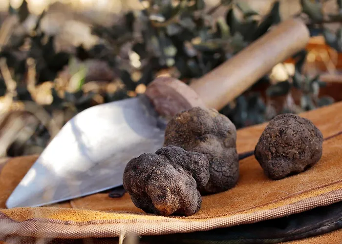 Aromas Del Jiloca, Tierra De Trufas